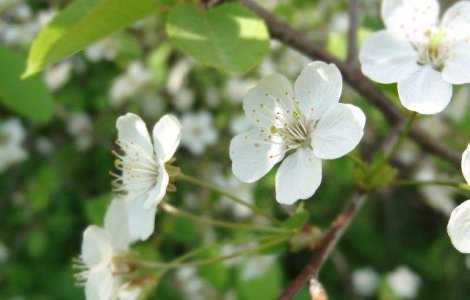  Top  Va pot pune viata in PERICOL! Cele mai TOXICE plante de apartament