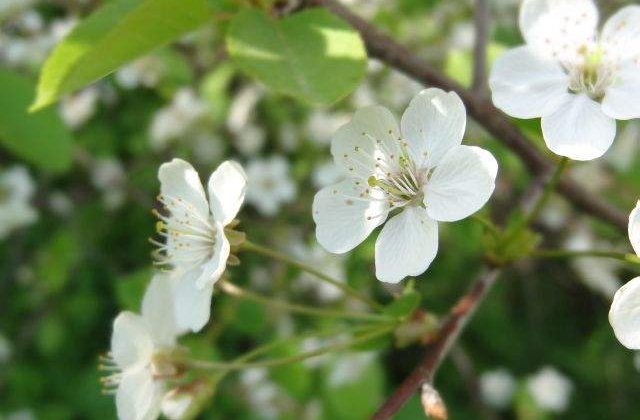 Va pot pune viata in PERICOL! Cele mai TOXICE plante de apartament