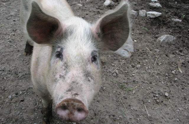 Romanii mananca 1 milion de porci de Craciun