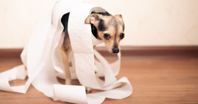 Cum se tratează constipația la câini? 3 sfaturi și recomandări utile