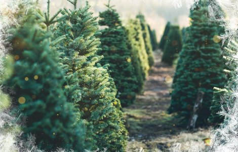 Programul Sezamo de sărbători 2024: Comenzi și livrări extinse!