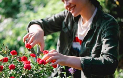 Secretul trandafirilor care supraviețuiesc iernii: Descoperă ghidul esențial pentru grădinari