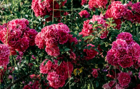 Descoperă cele 7 moduri neașteptate în care trandafirii îți pot schimba viața