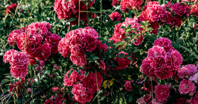 Trandafirii: 7 moduri surprinzătoare de a-ți schimba viața