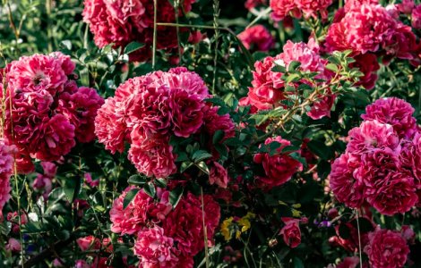 Descoperă puterea vindecătoare ascunsă în trandafiri: Efecte medicinale surprinzătoare