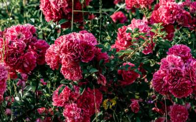 Descoperă cum trandafirii pot...