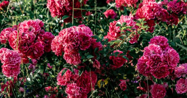 Descoperă cum trandafirii pot revoluționa sănătatea ta