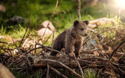 Descoperă cum un gigant al...