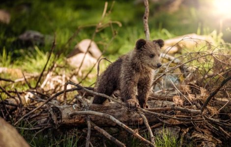 Descoperă cum un gigant al berii salvează urșii din Munții Făgăraș