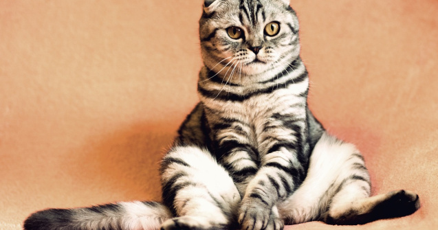 Zooplus: Cine va prelua controlul și ce urmează pentru gigantul online?