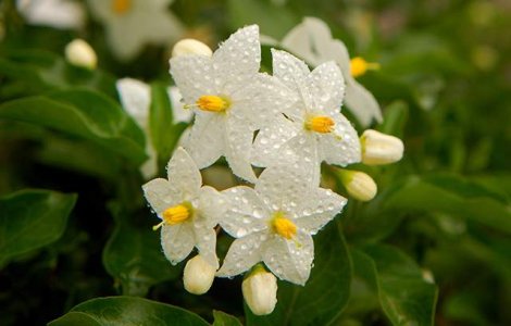  Top  SANATATE pura! Beneficiile CURATIVE ale plantelor crescute in casa