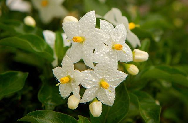 SANATATE pura! Beneficiile INCREDIBILE ale plantelor VINDECATOARE crescute in casa