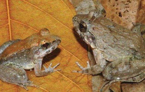 O specie UNICA de broaste, descoperita de cercetatori in Indonezia