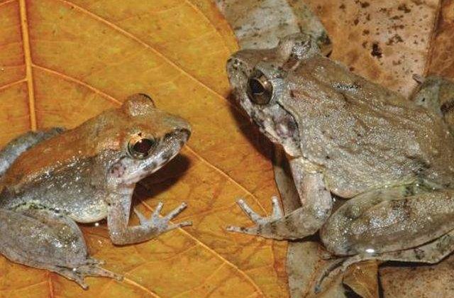 Cercetatorii au descoperit o specie UNICA de broaste care naste mormoloci vii