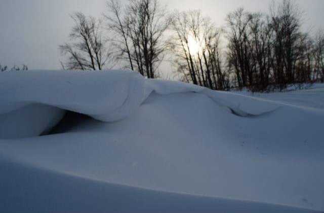 Salciile plantate pentru protejarea soselelor de zapada, distruse