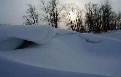 Salciile plantate pentru protejarea soselelor de zapada, distruse