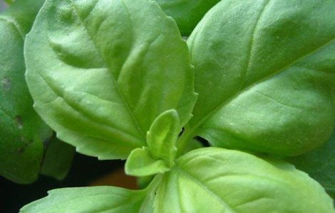  Top  Cum te ajuta busuiocul sa ai o SANATATE de fier