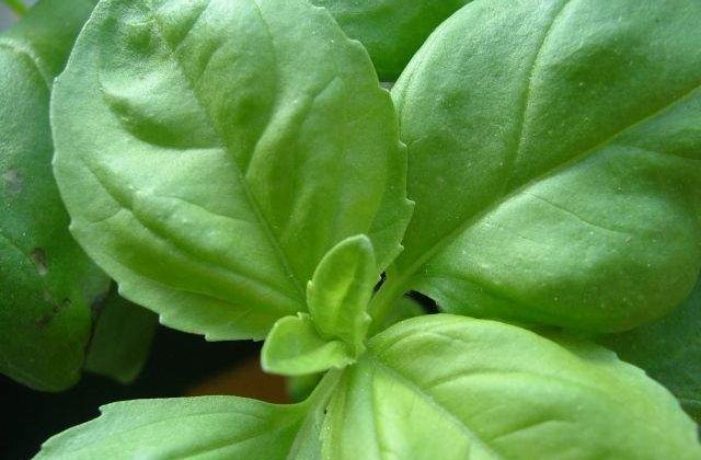 Stiai ca reduce riscul de CANCER? Cum te ajuta busuiocul sa ai o SANATATE de fier