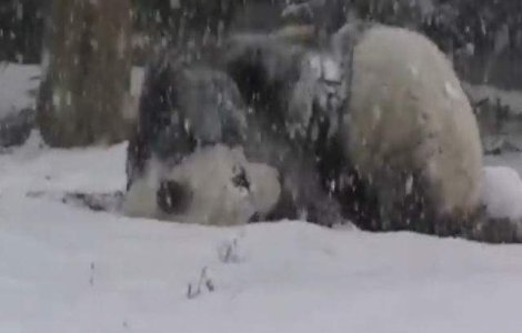  Video  Cum reactioneaza un urs panda cand vede prima zapada