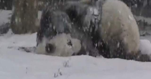  Video  Cum reactioneaza un urs panda cand vede prima zapada