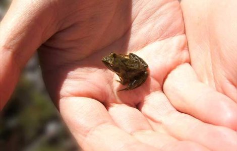  Top  Stiai de EXISTENTA lor? Top 10 cele mai MICI animale din lume