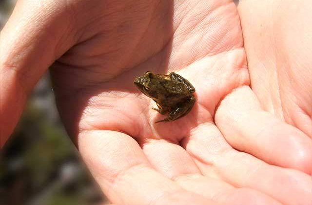 Stiai de EXISTENTA lor? Top 10 cele mai MICI animale din lume