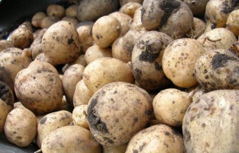  Top  Un EXCELENT aliment medicament! Utilizarile NEOBISNUITE ale cartofului