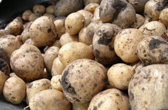 Un EXCELENT aliment medicament! Utilizarile NEOBISNUITE ale cartofului