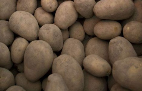 Embargoul rusilor a IEFTINIT cartofii cu 36%. Producatorii vor sa se reprofileze