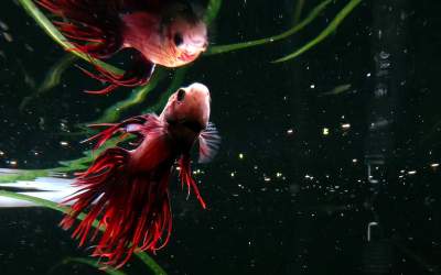 Descoperă cum să obții poze...