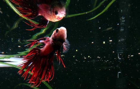 OPPO Reno13: Telefonul subacvatic fără carcasă care revoluționează fotografia