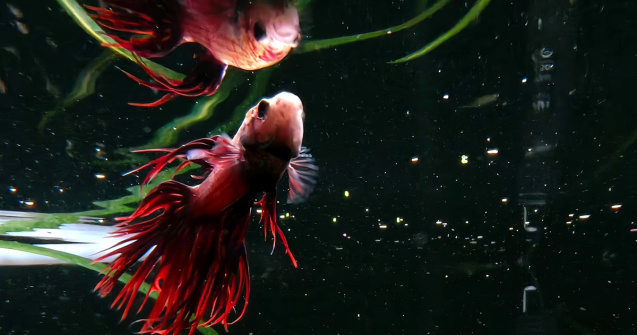 OPPO Reno13: Telefonul subacvatic fără carcasă care revoluționează fotografia