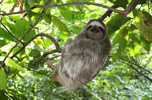 [Video] Sunt pe cale de DISPARITIE din cauza oamenilor! Top 10 cele mai RARE animale din lume