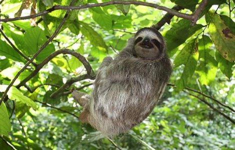  Top   Video  Sunt pe cale de DISPARITIE din cauza oamenilor! Top 10 cele mai RARE animale din lume