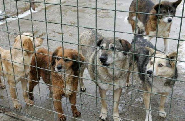 ASPA: Din cei 51.000 de caini stransi de pe strazi, 30.000 au fost eutanasiati