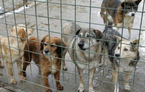 ASPA: Din cei 51.000 de caini stransi de pe strazi, 30.000 au fost eutanasiati