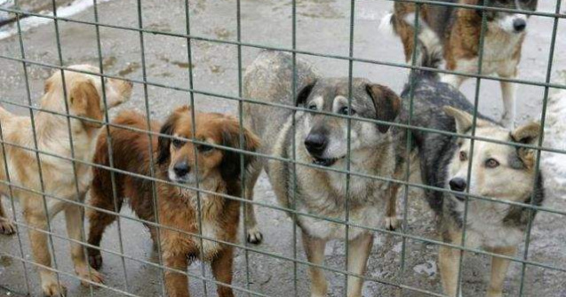 ASPA: Din cei 51.000 de caini stransi de pe strazi, 30.000 au fost eutanasiati