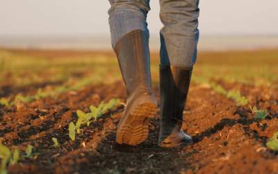 Agricultura regenerativă: cum...