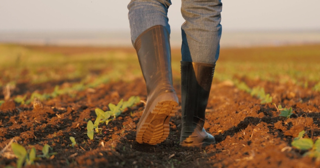 Agricultura regenerativă: cum poți avea o fermă de succes