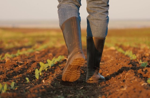 Agricultura regenerativă: cum poți avea o fermă de succes protej&acirc;nd &icirc;n același timp solul și mediul