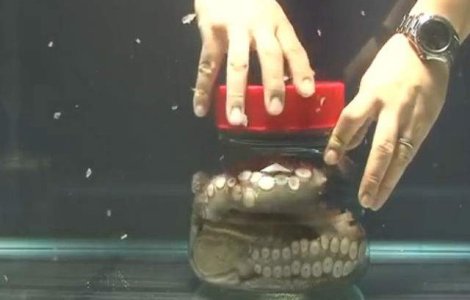  Video  Cum deschide o caracatita capacul unui borcan