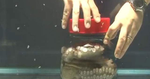  Video  Cum deschide o caracatita capacul unui borcan