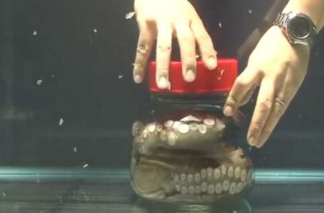 [Video] Cum deschide o caracatita capacul unui borcan