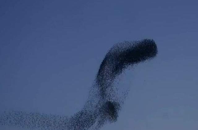 [Video] Fascinant! Mii de grauri zboara la unison intr-o coregrafie de EXCEPTIE