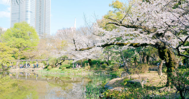 Descoperă spectacolul fascinant al cireșilor din Tokyo care atrage turiști din toate colțurile lumii