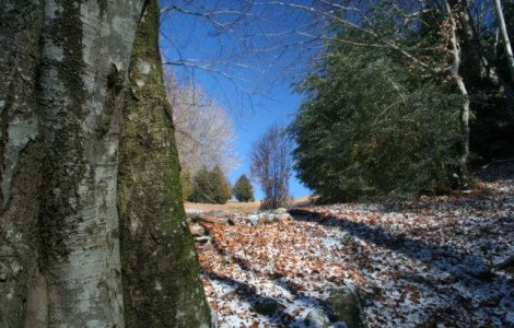  Top  Revin NINSORILE? Prognoza meteo pentru urmatoarele doua saptamani