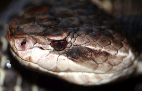  Top  OMOARA un om in cateva secunde! Top 10 cei mai VENINOSI serpi