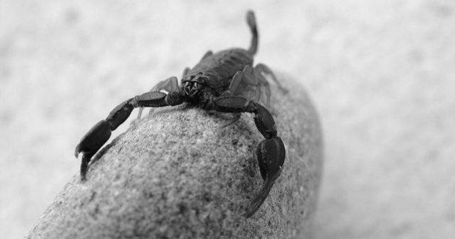 Dezamagitii in dragoste pot sa adopte scorpioni de Sf. Valentin