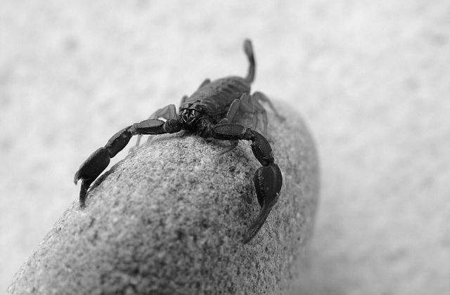 Dezamagitii in dragoste pot sa adopte scorpioni de Sf. Valentin