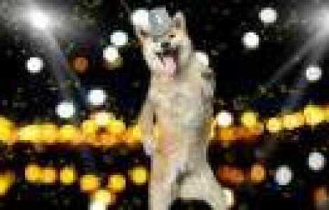 Top 10 animale care au mai multi bani decat tine